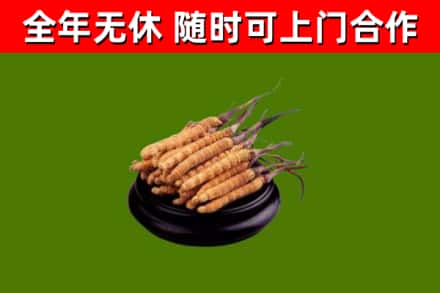 尉犁烟酒回收冬虫夏草.jpg
