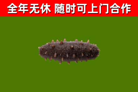 尉犁烟酒回收干海参.jpg